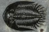 Two Beautiful Mrakibina Trilobites - Mrakib, Morocco #352624-3